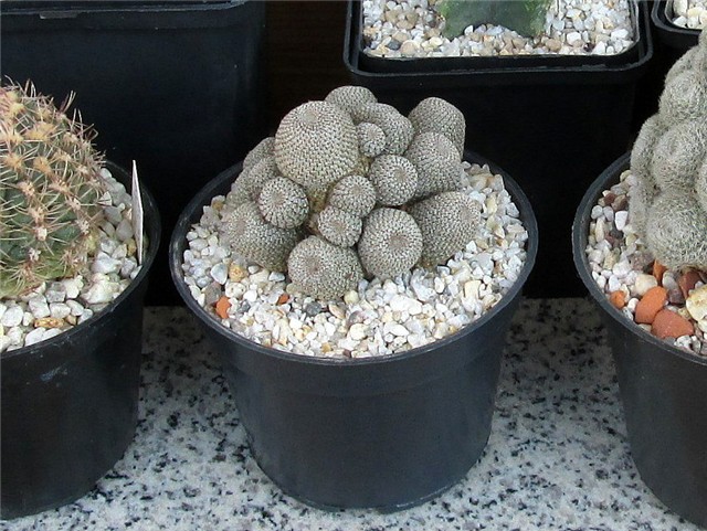 rebutia heliosa